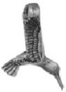 Bird: Hummingbird in Flight 3D Sterling Silver Charm Pendant